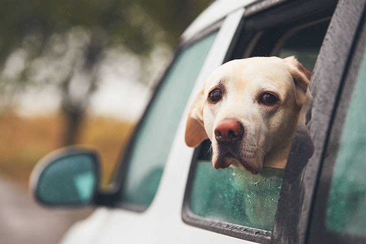 Labrador Retriever enjoying a car ride with its head out the window in the rain